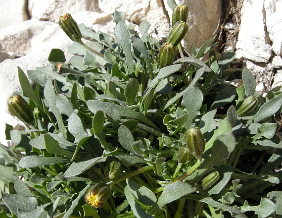 Roberta taraxacoides